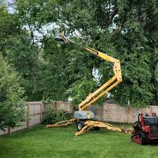 Best Fruit Tree Pruning  in El Cenizo, TX