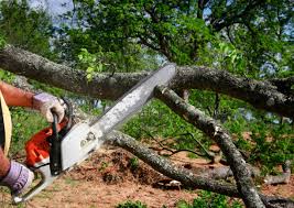 Best Emergency Tree Removal  in El Cenizo, TX