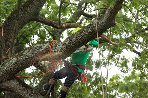 Best Landscape Design and Installation  in El Cenizo, TX