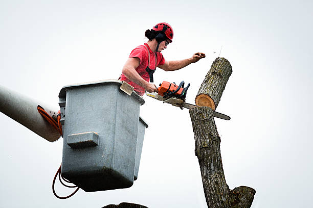 Best Tree Removal Service  in El Cenizo, TX